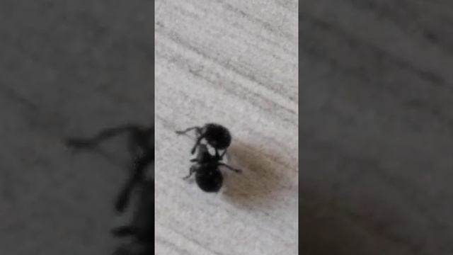 Вредители клубники - земляничный долгоносик смотреть онлайн