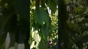 Промалин по черешне (часть 3, сравнение)