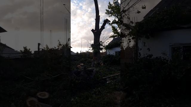 Пилим тополь 85 лет смотреть онлайн