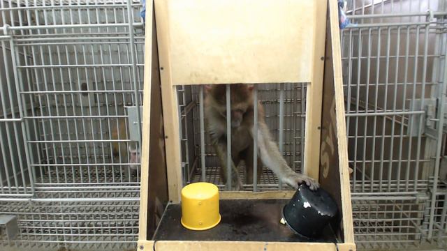 Тест в зоотехнической лаборатории смотреть онлайн