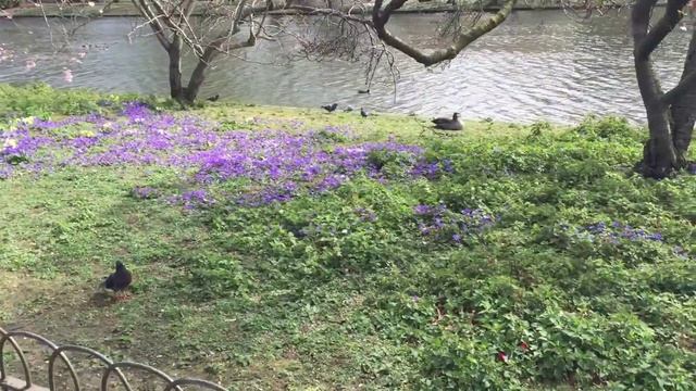 Влог Жизнь в Лондоне. Англия. Грин парк. Биг Бен. #londonlife смотреть онлайн