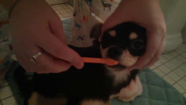 Brushing Your Chihuahua's Teeth Tutorial смотреть онлайн