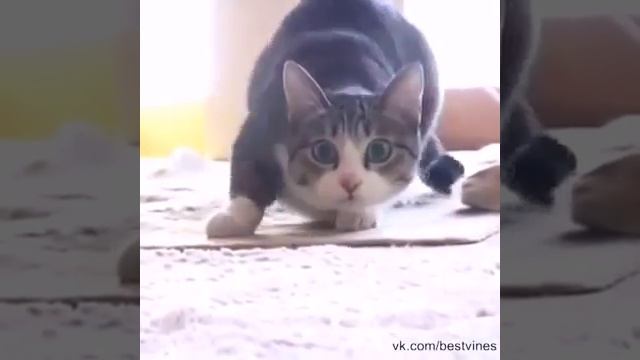 НАШЛИ КОТА СНУП-ДОГА! смотреть онлайн