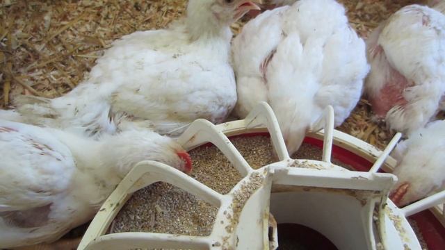 Бройлеры КОББ 500 ! Что нужно знать? Цыплята 1 месяц ! смотреть онлайн