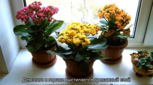 Каланхоэ Микс Mini Mix — как ухаживать