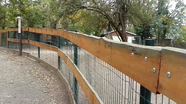 Куры, Страусы, Викунья и Козочка в зоопарке ( Zoo Aschersleben )