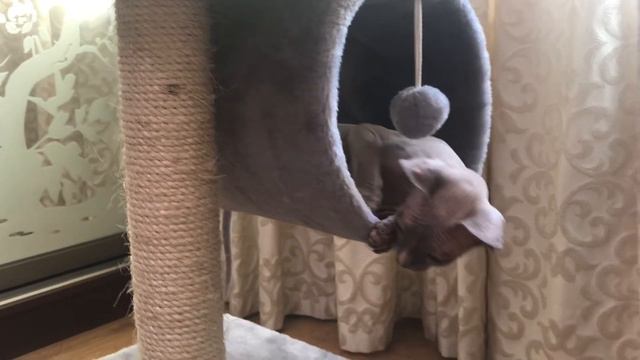 Домик для сфинкса.