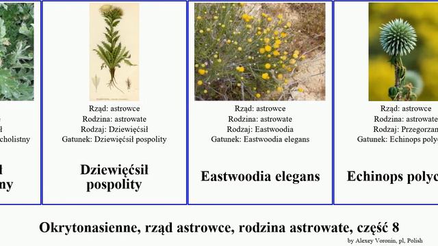 Okrytonasienne, rząd astrowce, rodzina astrowate, część 8 dahlia hieracium dziewięćsił jastrzębiec смотреть онлайн