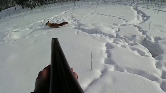 Охота на лис с норными собаками смотреть онлайн