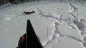 Охота на лис с норными собаками