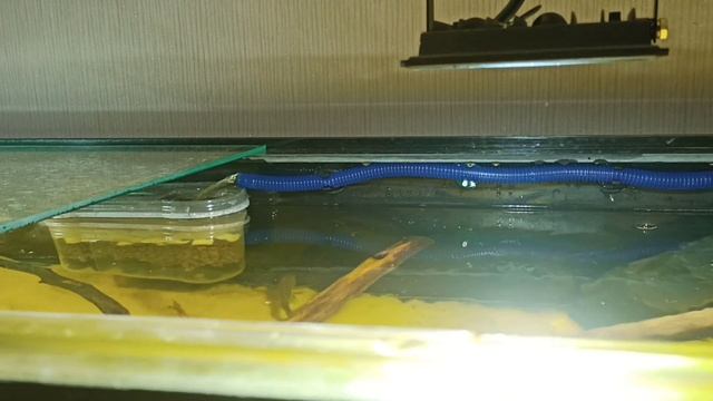 Простейший биофильтр своими руками в аквариуме с Геофагусами смотреть онлайн