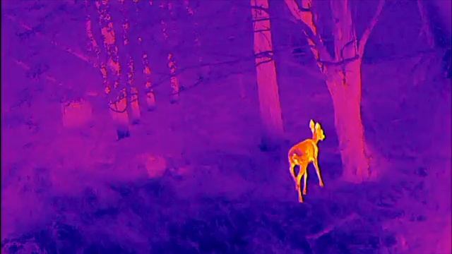 Night Pearl Scops 35 Pro 2 смотреть онлайн