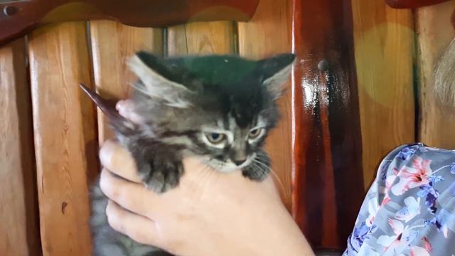 Кошка в кафе родила котят! Трём сестричкам нужен дом и хозяева! смотреть онлайн