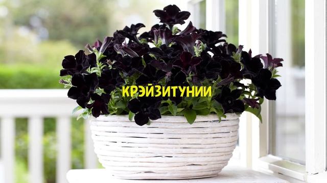 Петуния, крэйзитуния ( crazytunia ), сурфиния, супертуния, потуния. Посадка, полив, черенкование. смотреть онлайн