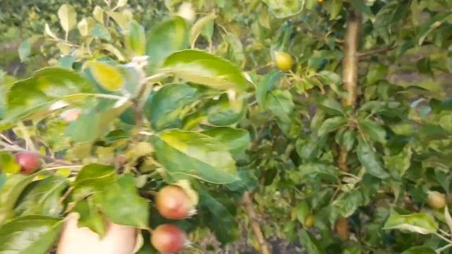 Яблоня сорту Пінова смотреть онлайн