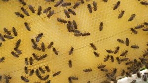 Развитие пчелопакета. Карника