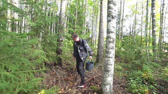 100 ЕВРО В ЧАС? Работа в Финляндии. Сбор грибов
