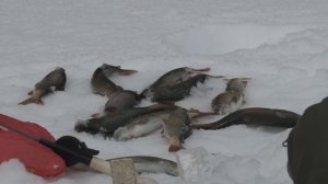 Хариус в апреле. Часть 1