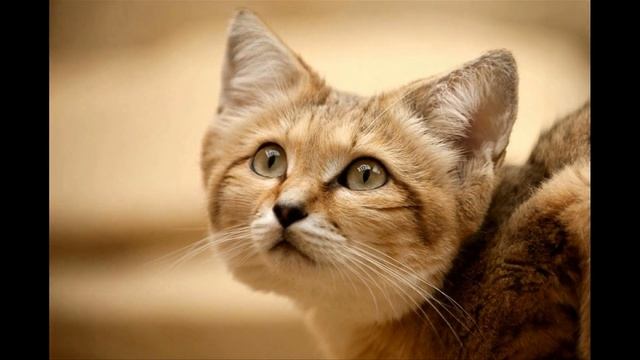 Барханный кот смотреть онлайн
