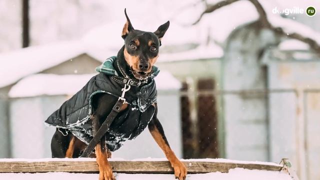 Цвергпинчер - О породе - Как выбрать щенка Карликового пинчера? смотреть онлайн