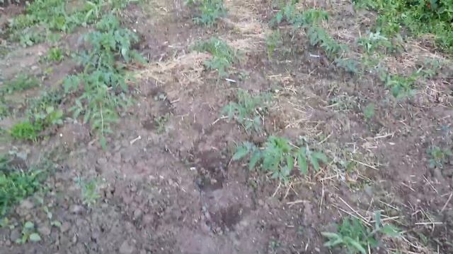 #110 #удобрение #огород Чем мы удобряем огород. смотреть онлайн