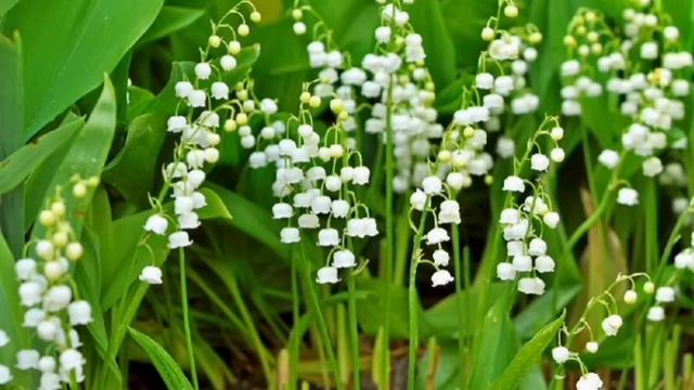 Ландыш. Легенды о цветах. Сергей Красиков смотреть онлайн