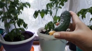 УРОЖАЙ С БАЛКОНА.ПЕРВЫЙ ОГУРЕЦ.#ПОДАРОК F 1#