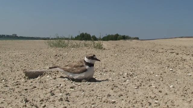 Семейные хлопоты малых зуйков смотреть онлайн