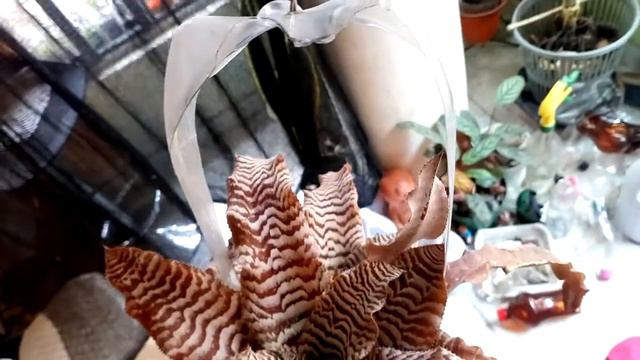 Bromelia criptantus. смотреть онлайн