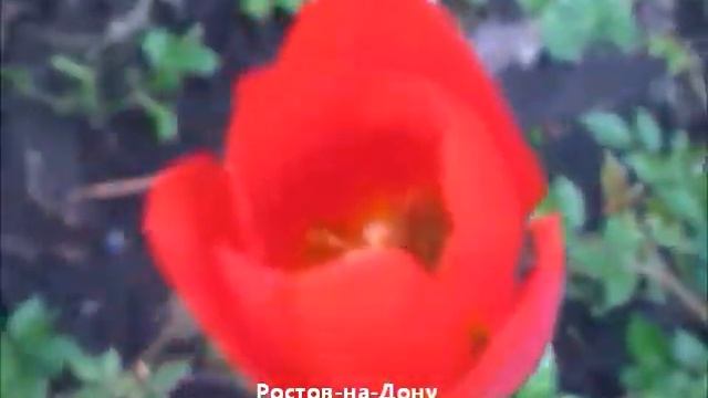 На Пушкинской Весна Начало мая 2014 смотреть онлайн