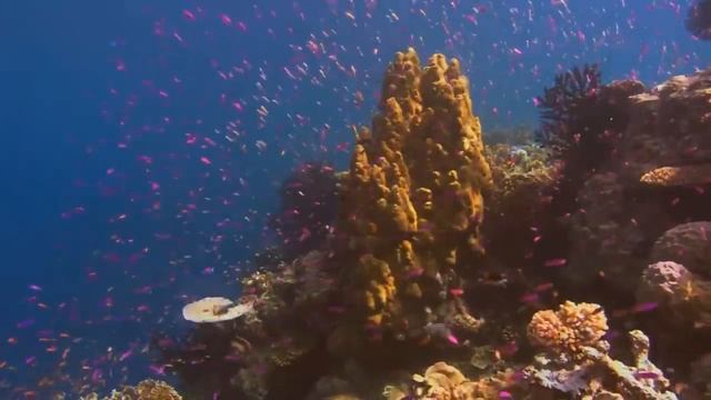 10 Гигантских существ снятых на камеру смотреть онлайн