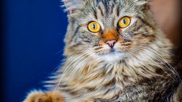 When Do Cats Stop Growing ? | How Big Will Your Cat Get ? смотреть онлайн