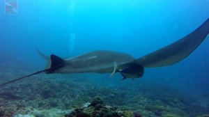 Скат манта | Manta Ray on 'Manta Point' | Diving in Bali, Indonesia