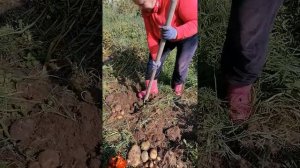 Картофель СЫНОК!!!! Я не такого урожая ожидала))))