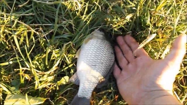 ЛОВЛЯ КАРАСЯ . В ДЕРЕВНЕ ЛЕОНТЬЕВО. Ступинский район АВГУСТ 2017. НА ЗАКИДУШКИ , ДОНКА, ФИДЕР. смотреть онлайн