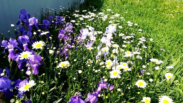 Цветы на даче! Моя любимая дача! смотреть онлайн