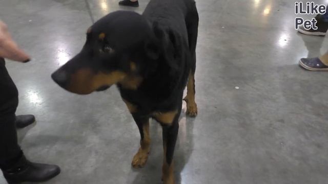 Содержание босерона смотреть онлайн