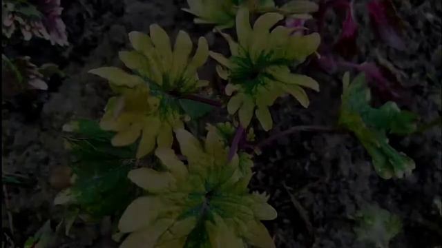 Coleus In My Garden . Колеусы в моем саду. Florida.