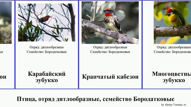 Птица, отряд дятлообразные, семейство Бородатковые кабезон эубукко birds Полосатогорлый Shasta смотреть онлайн