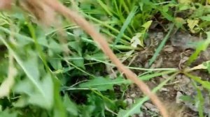 Заготовка корней одуванчика