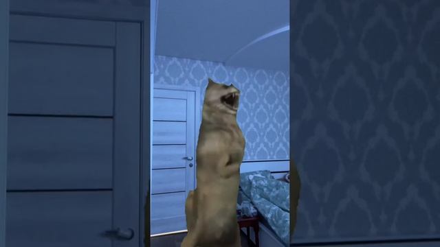 гоп танцем и хвиних