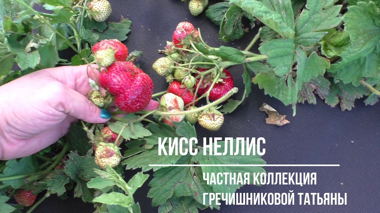 КИСС НЕЛЛИС клубника сорт гигант. смотреть онлайн