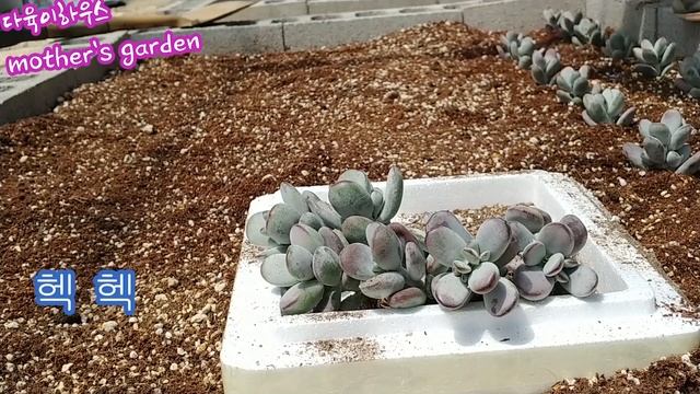 방울봉랑 가득 심어보기 Planting Cotyledon Orbiculata In The Garden
