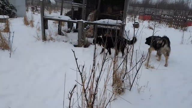 19.02.23. #утреннееутро финал кормежки смотреть онлайн