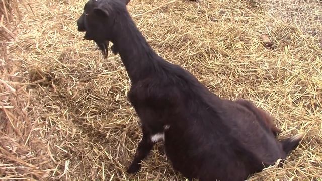 Работа со стадом, которую не видно смотреть онлайн