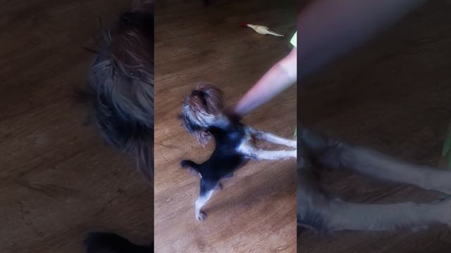 Поющий Йорк Веня)) смотреть онлайн