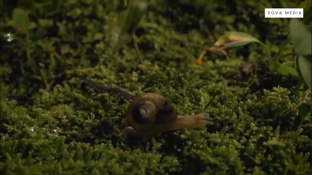 Личинка светлячка – страшный хищник. #nature #peace #wildlife #amazingfacts #amazing