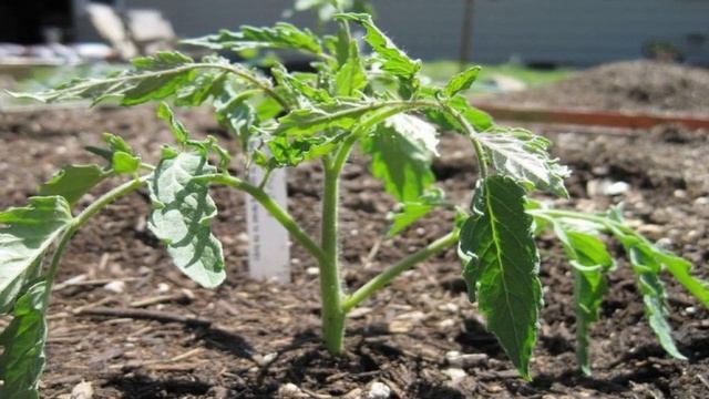 ПОДКОРМКА РАССАДЫ ТОМАТОВ ЛУКОВОЙ ШЕЛУХОЙ смотреть онлайн