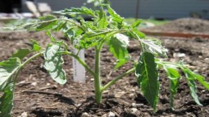 ПОДКОРМКА РАССАДЫ ТОМАТОВ ЛУКОВОЙ ШЕЛУХОЙ