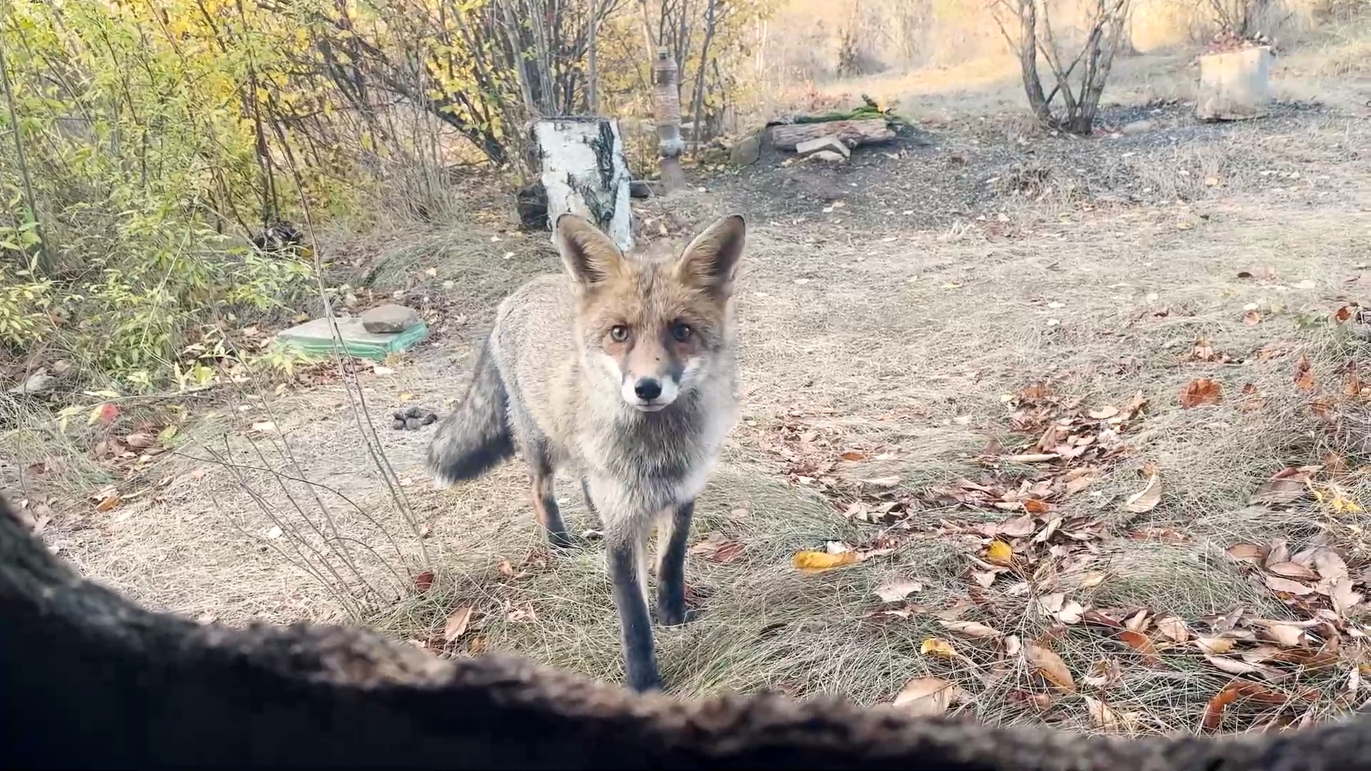 Тётенька, пусти погреться! смотреть онлайн